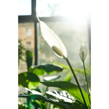 Natural Lilium Plant